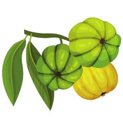 Garcinia Cambogia