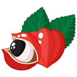 Guarana