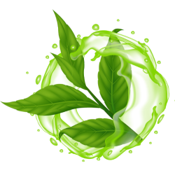 Thé vert