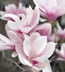 Image de fleur de Magnolia