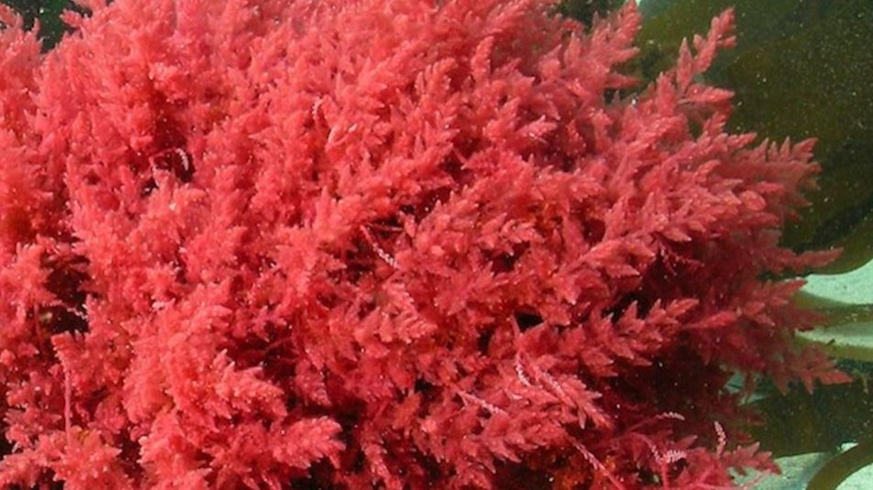 Image Algue Rouge