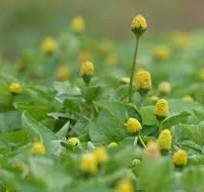 Image Gatuline Expression