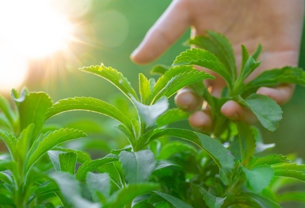 stevia